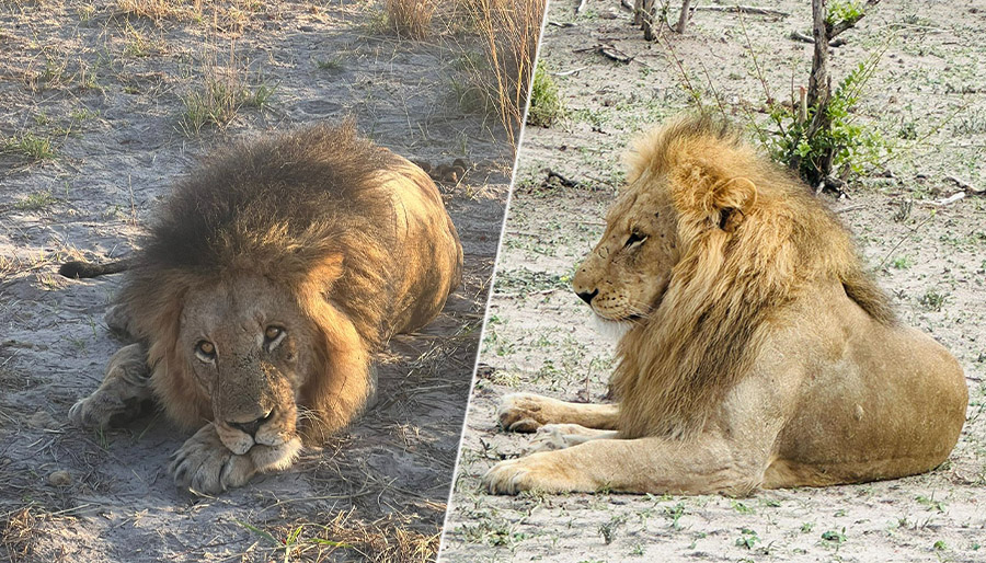 Botswana primed as luxury tourism destination for Gulf Cooperation Council travellers