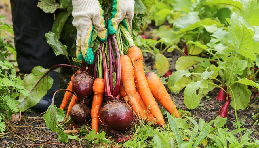 Building global food security rests on four key pillars, says Strategy&