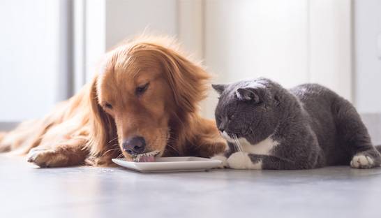 L.E.K. Consulting advises AUA on Westminster Pet Products deal