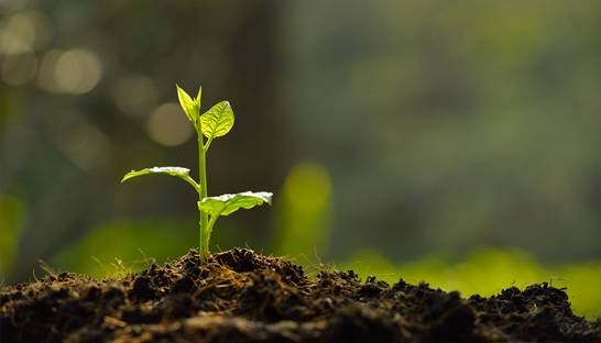 Capgemini pledges to plant 20 million trees by 2030
